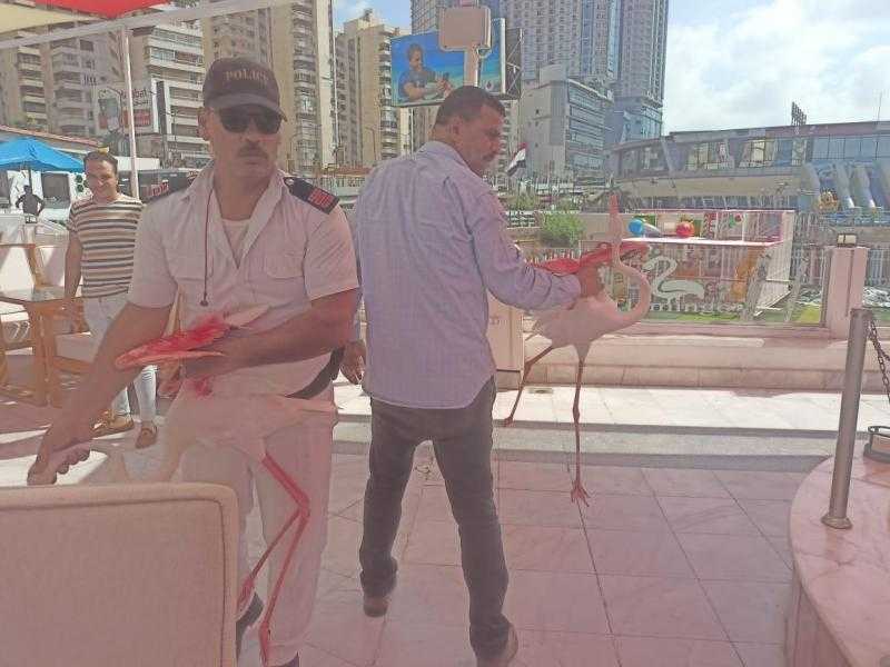 «حالتها سيئة».. البيئة تكشف تفاصيل إنقاذ 5 طيور فلامنجو