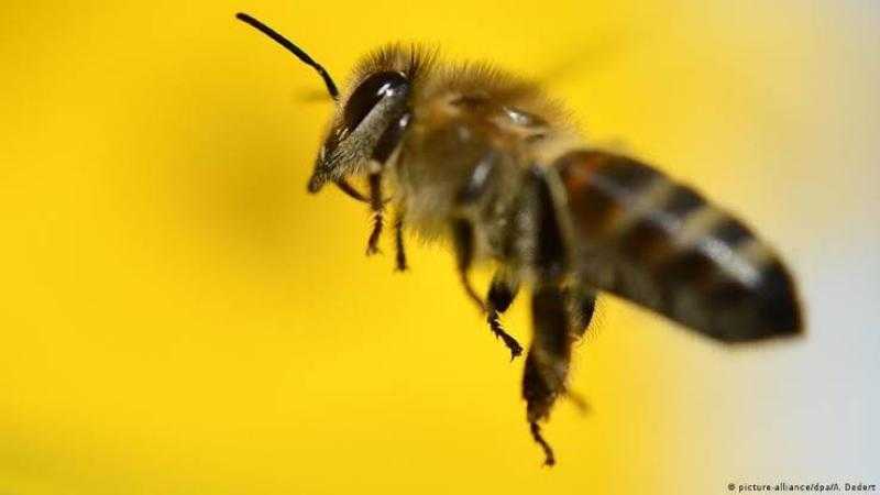 حكم تربية النحل في المنازل.. أمين الإفتاء: جائزة مادام لا يسبب أذى للآخرين