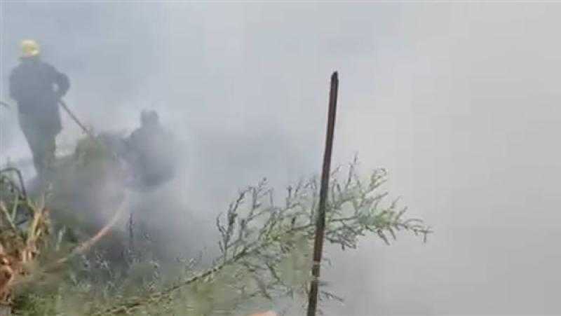 حريق هائل في أشجار بمنطقة الديبة ببورسعيد