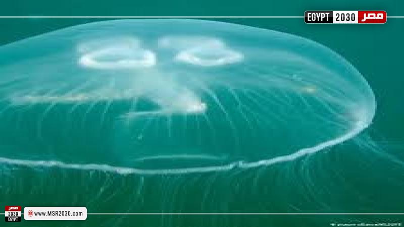 قنديل البحر