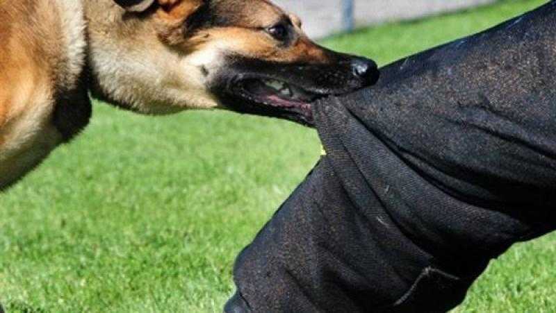 إصابة 3 أشخاص بعقر كلب في البدرشين