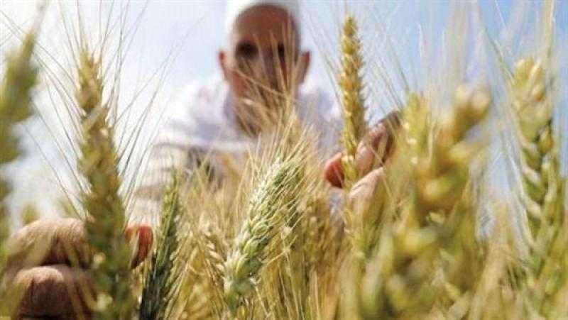 «الزراعة» تزف بُشرى سارة للفلاحين بشأن محصول القمح - فيديو