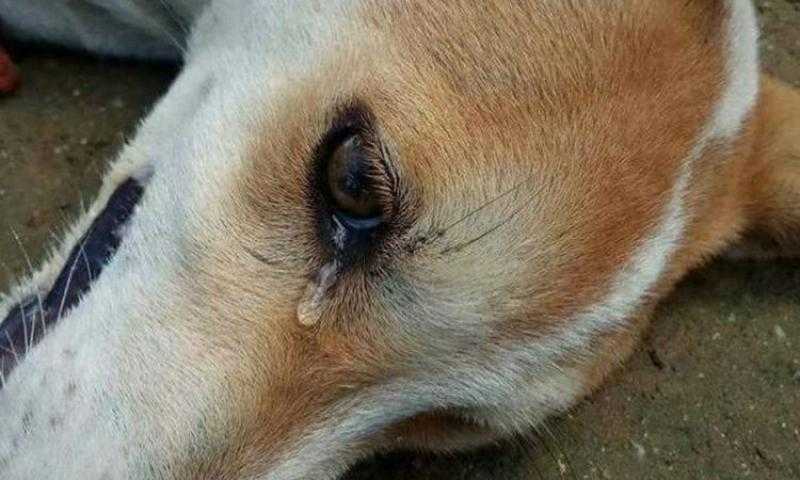 الداخلية تكشف تفاصيل تعدي شخص على كلب بالطريق العام