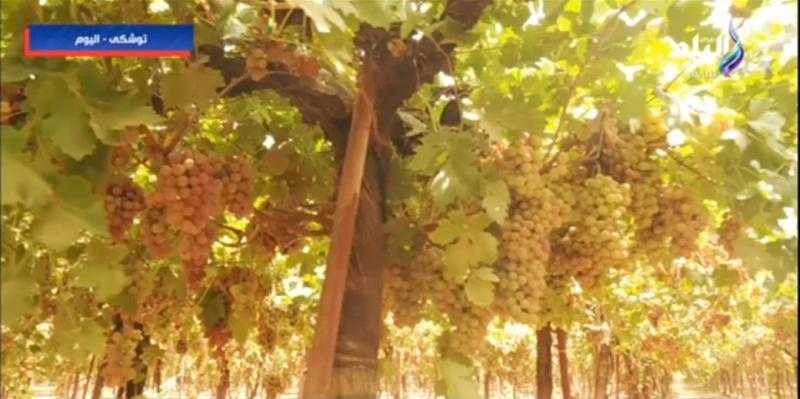 نقيب الزراعيين يكشف أكبر تحدِ واجه الدولة بتوشكى.. فيديو