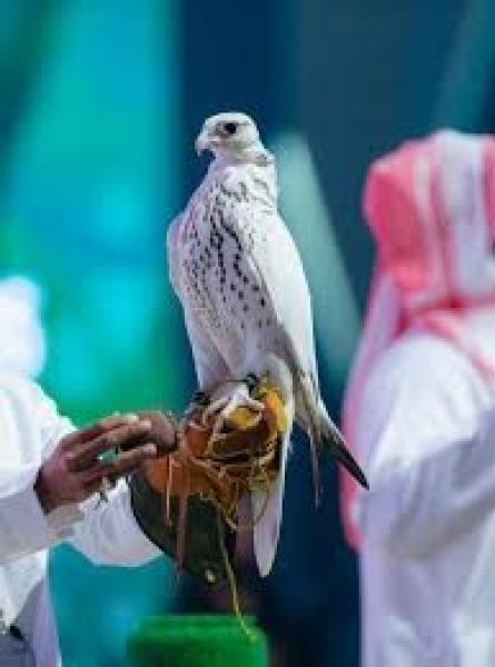 اختتام فعاليات المزاد الدولي لمزارع إنتاج الصقور في الرياض بمبيعات تجاوزت 8 ملايين ريال
