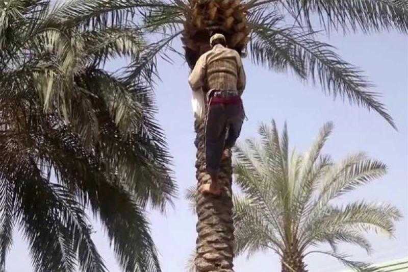 «وقع من على النخلة».. مصرع مسن في أطفيح