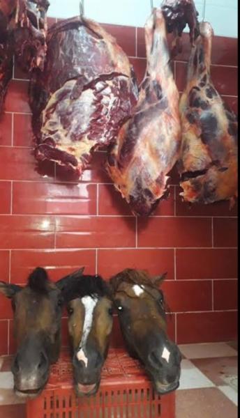 إخلاء سبيل المتهمين بإنهاء حياة حصان بكفالة 5 آلاف جنيه