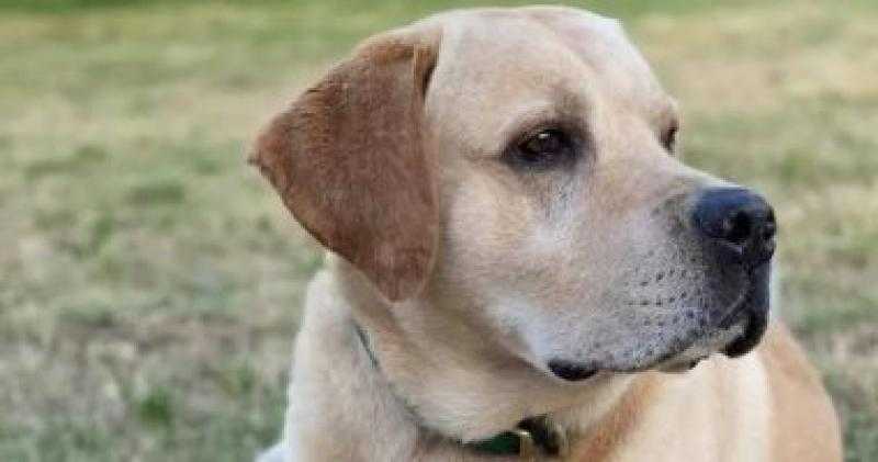 «عصا خشبية» .. ضبط المتهم بالتعدي بالضرب على كلب في مدينة نصر