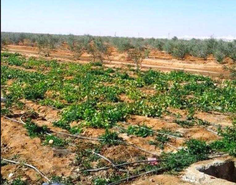 أحمد موسى: زراعة 750 ألف فدان في سيناء.. وقطار التنمية مستمر