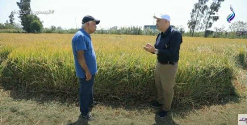 كم يستهلك المواطن المصري من الأرز سنويًا؟.. المحاصيل الزراعية تُجيب - فيديو
