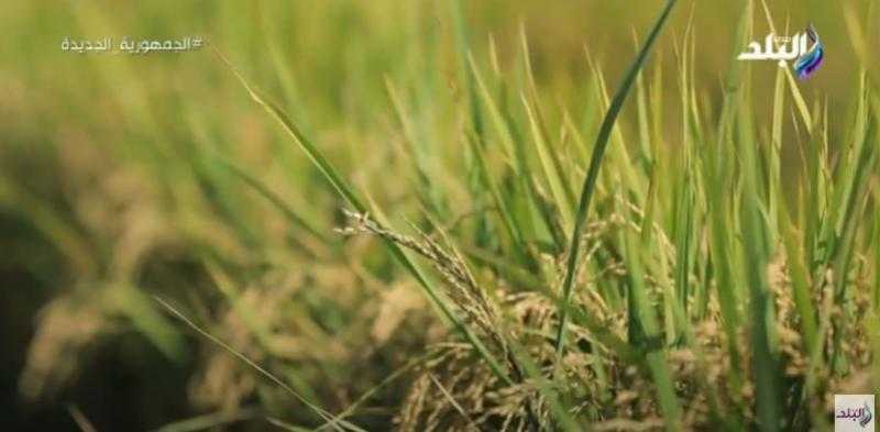 أبرزها «سوبر 300».. 5 أصناف أرز جديدة ترفع إنتاجية الفدان لـ5 أطنان - فيديو