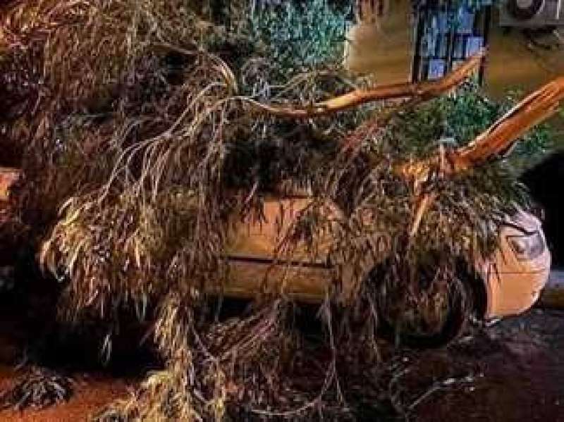 الإعصار دانيال يُسقط الأشجار في ليببا