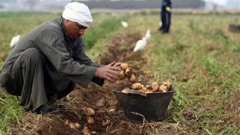 البطاطس والرمان في المقدمة.. 22 ألف طن زيادة بالصادرات الغذائية