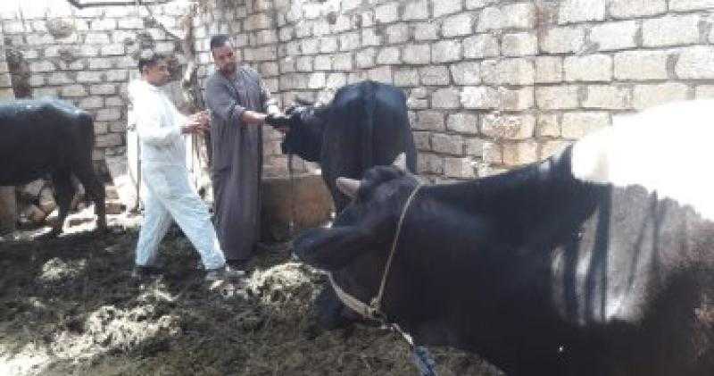 «الزراعة» تعلن علاج وفحص 1340 رأس ماشية مجانا لصغار المربين بجنوب سيناء