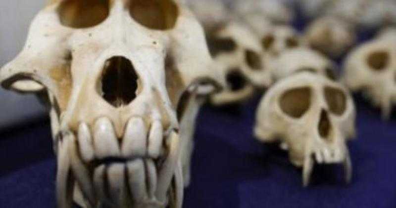باريس تعلن إحباط تهريب 392 من جماجم القردة من الكاميرون إلى فرنسا
