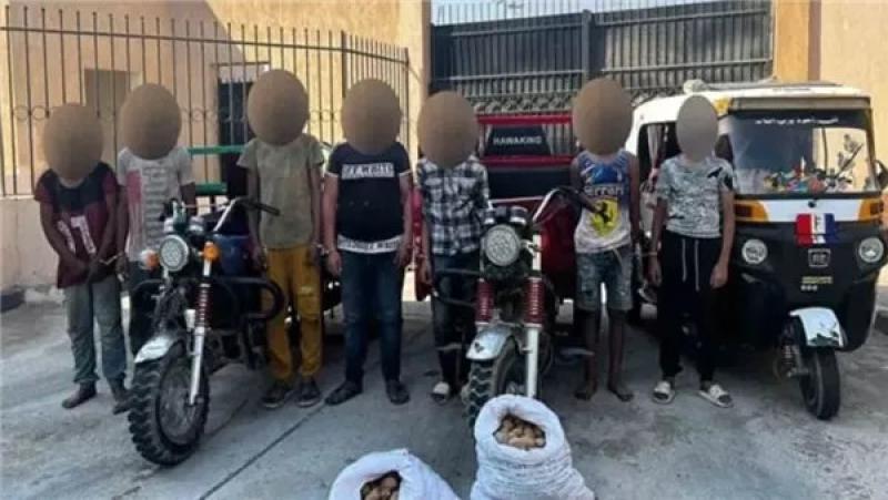 التحقيق مع المتهمين في واقعة سرقة البطاطس من سيارات النقل بالقليوبية