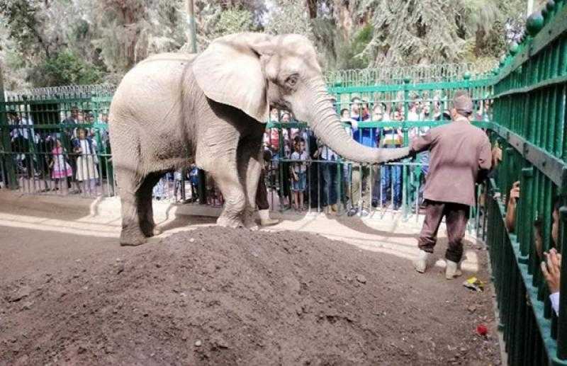 الشمبانزي بيشرب شاي باللبن.. لماذا يتم تقديم الحلوى للحيوانات في الحدائق؟