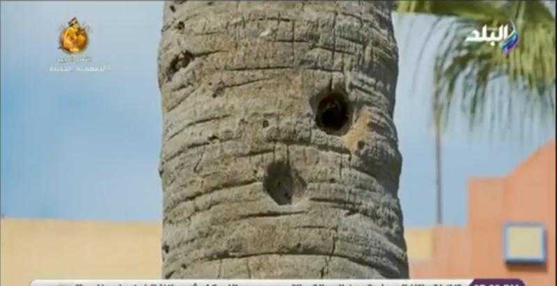 النخيل شاهد على بطولات أكتوبر.. حكايات الصمود والمقاومة في مدن القناة