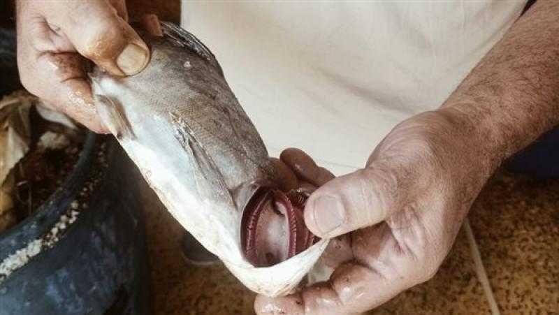 ضبط 2 طن أسماك مملحة غير صالحة للاستخدام بكفر الشيخ