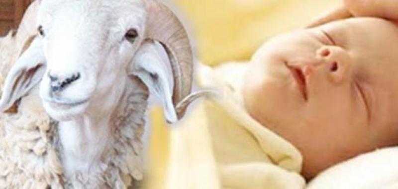 هل يجوز توزيع العقيقة على الفقراء؟.. الإفتاء تجيب