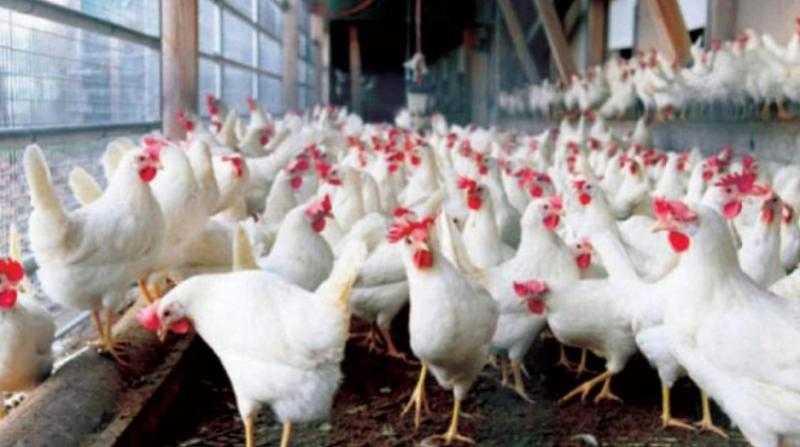 اتحاد منتجي الدواجن يكشف آخر تفاصيل مبادرة خفض الأسعار