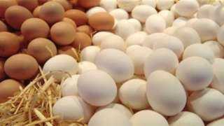 طبق البيض بـ115 جنيها.. الزراعة تطلق 10 منافذ متحركة في 8 محافظات
