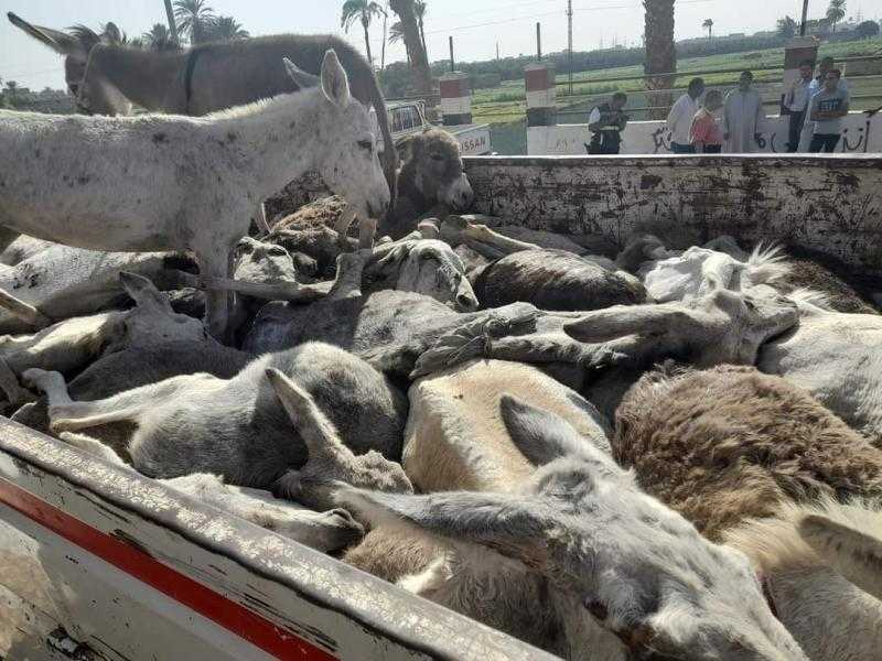 ضبط سيارة تحمل 29 حمارًا مذبوحًا في سوهاج.. صور