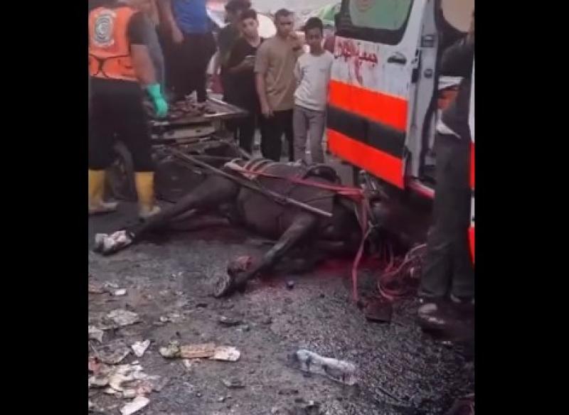 حصان الشفاء.. رمز الأمل الذي قتلته إسرائيل