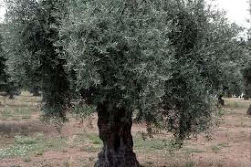 شجرة الزيتون 