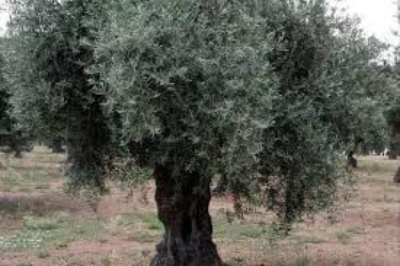 بعد عرقلة حصادها... ماذا تعرف عن شجرة الزيتون؟