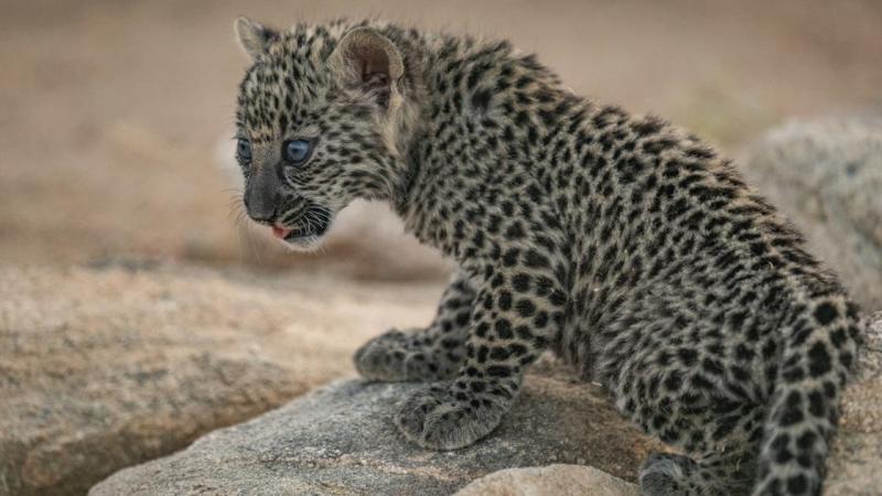 النمر العربي 