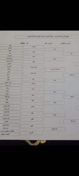 صورة أرشيفية لنسب خيل 