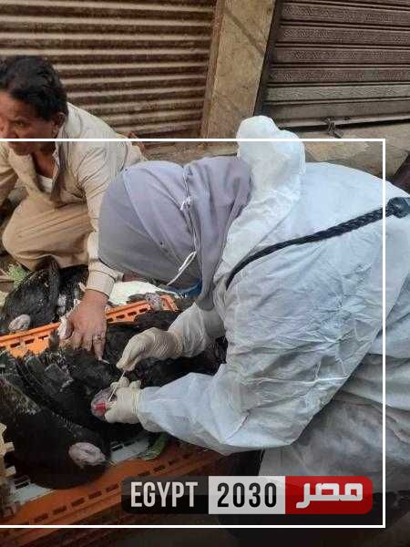 «بيطري المنيا»: جهود مكثفة وحملات مستمرة على الأسواق للحفاظ على الثروة الداجنة