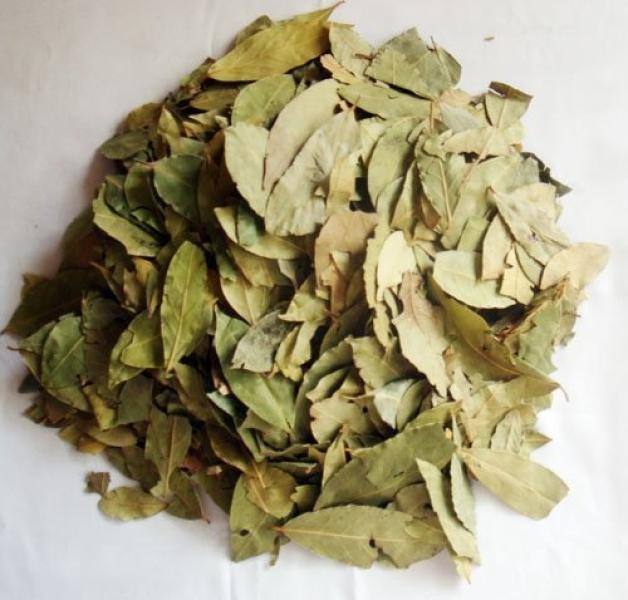 السدر 