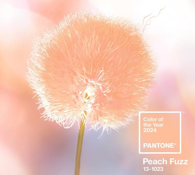 اللون “Peach Fuzz” .. لون عام 2024