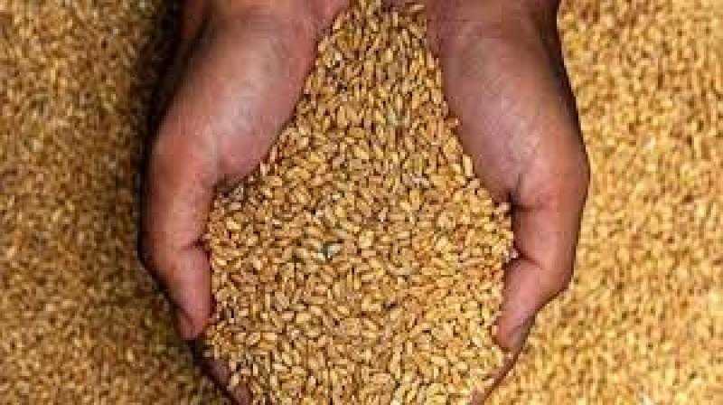 الحكومة تعتزم استيراد مزيد من القمح في ممارسة دولية.. تفاصيل