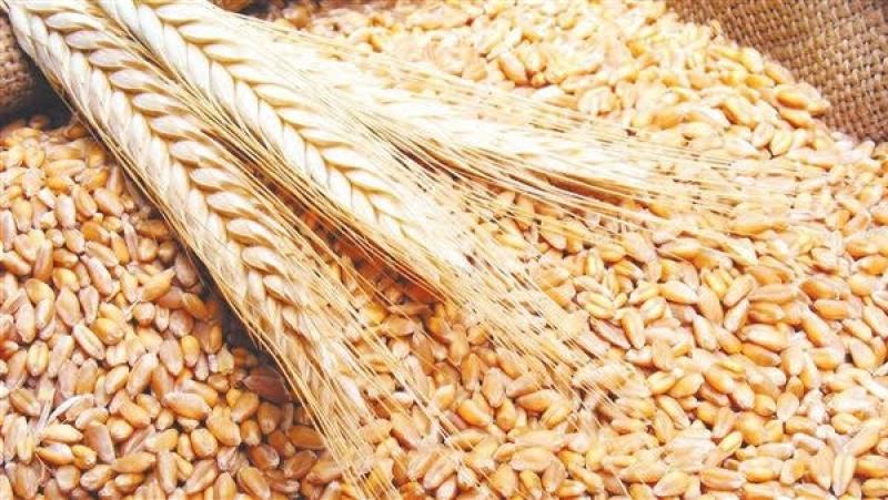 البورصة المصرية للسلع تطرح كميات من القمح لأصحاب المطاحن