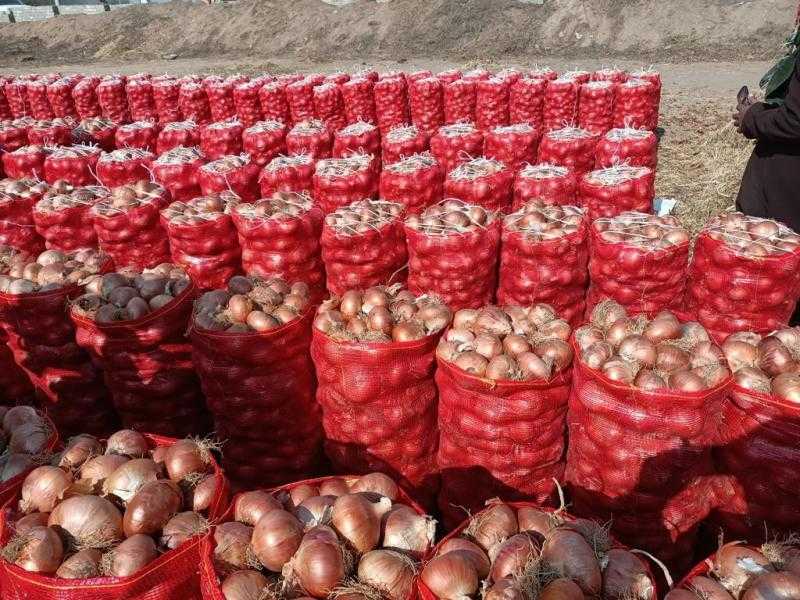الأزمة انتهت.. رابطة الخضار والفاكهة: انخفاض أسعار البصل خلال الفترة المقبلة