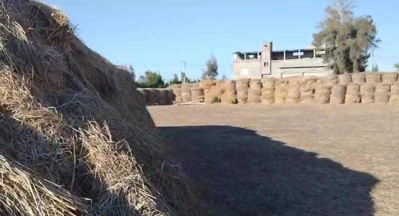 ضبط 250 طن بصل تم تخزينهم واخفاؤهم بفارسكور في دمياط