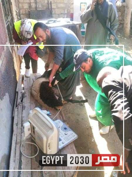 بيطري المنيا: تحصين 506 رأس ماشية خلال قافلة بيطرية علاجية مجانية بمركز ملوي