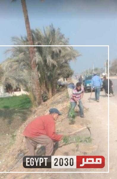 زراعة 133 شجرة مثمرة في مركز مطاي بالمنيا