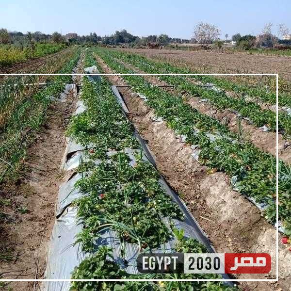 محافظ المنوفية: تمويل 73 مشروعا اقتصاديا ضمن مشروع إقراض الأسر للقرى