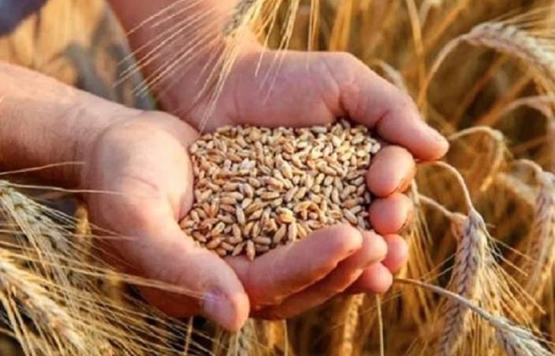باحث: أزمة الحبوب مستمرة وعلى الأمم المتحدة أن تجد حلا