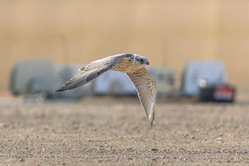 تقنيات متطورة لحسم نتائج الفائزين في كأس العلا للصقور