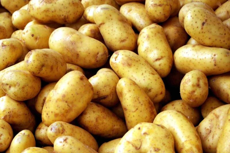 البطاطس
