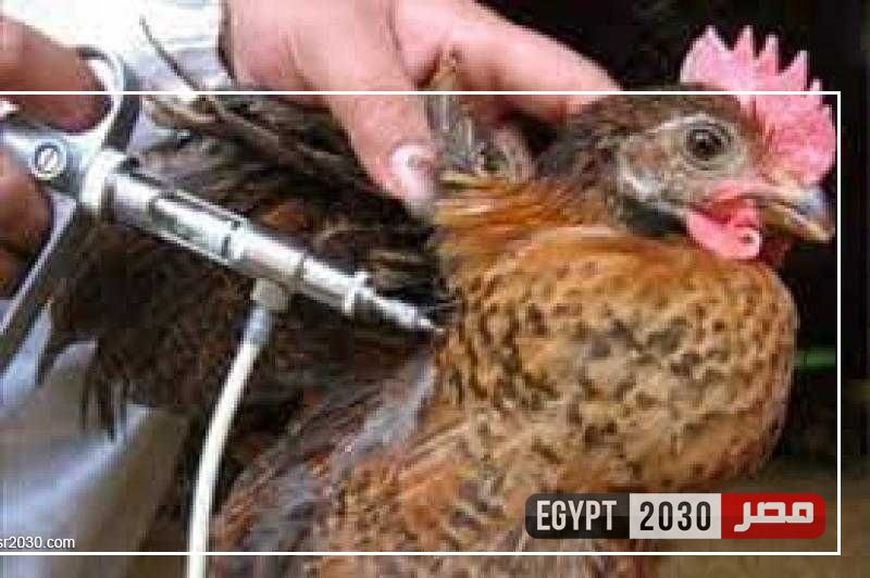 محافظ كفر الشيخ يتابع جهود الطب البيطري في التحصين بلقاح إنفلونزا الطيور