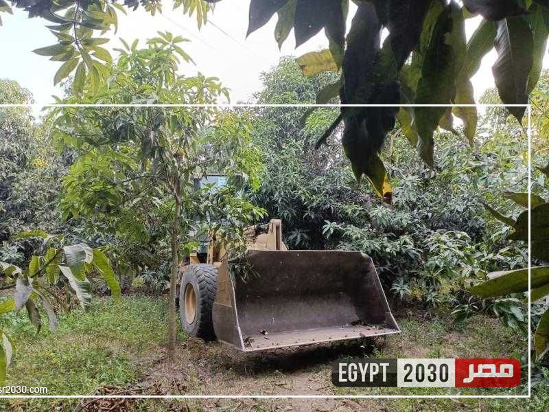 إزالة ورفع شجرة نخيل عقب سقوطها جراء شدة الرياح في قرية نفيشة