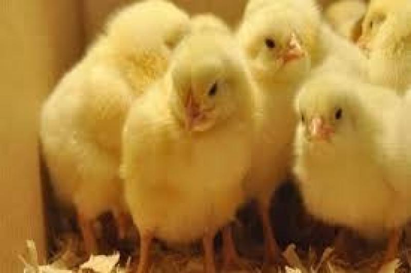 جريمة قتل والسبب الكتاكيت.. تعرف على التفاصيل