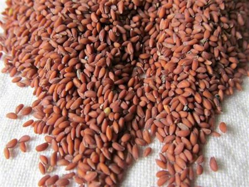 حب الرشاد 