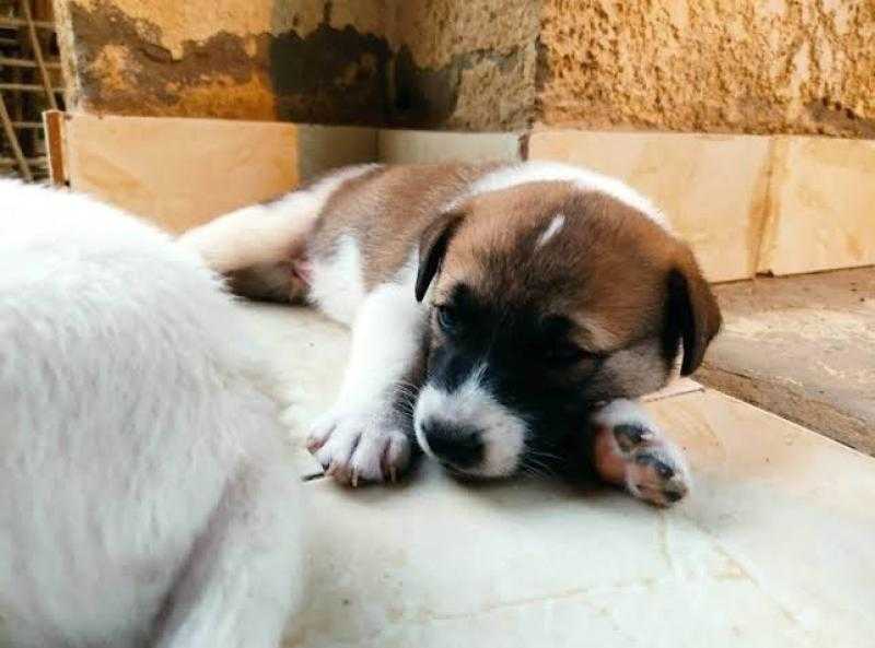 بدء جلسة نظر دعوى وقف قانون حيازة الكلاب والحيوانات الخطرة